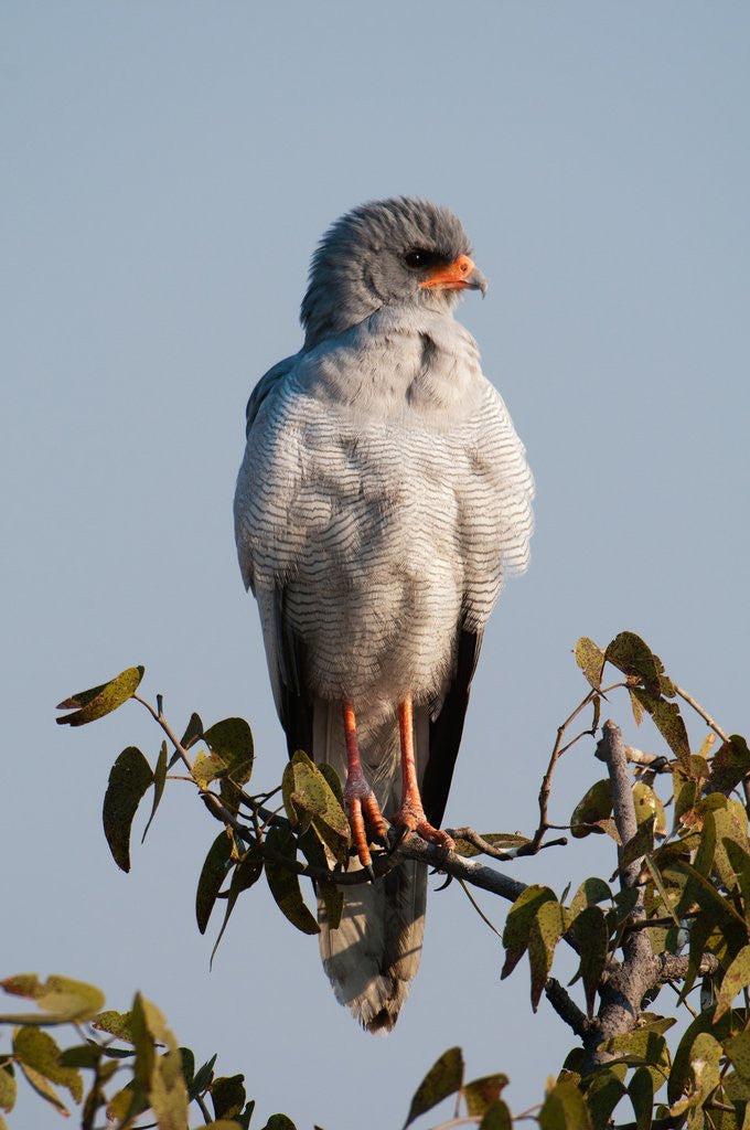 Detail of Juvenile Pale Chanting-Goshawk (Melierax canorus) by Anonymous