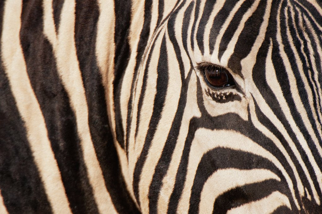Detail of Burchell's zebra (Equus burchellii) by Anonymous