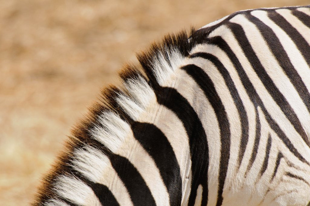 Detail of Burchell's zebra (Equus burchellii) by Corbis