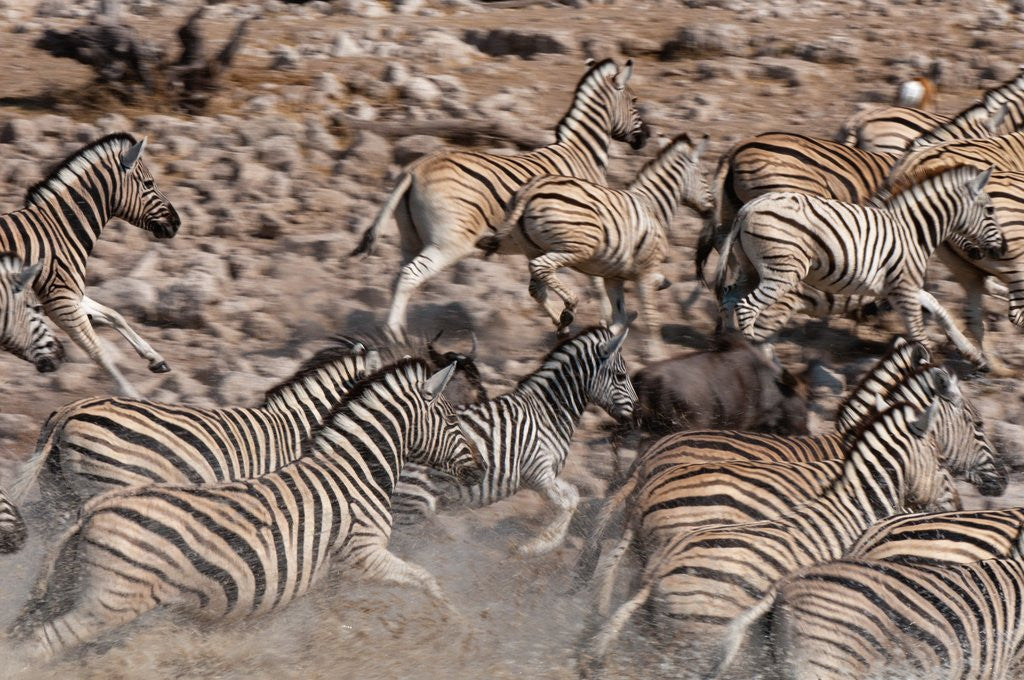 Detail of Burchell's zebra (Equus burchellii) by Anonymous