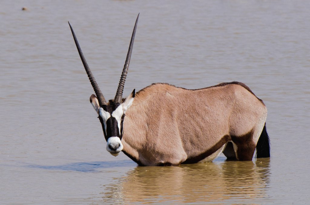 Detail of Gemsbok oryx (Oryx gazella gazella) by Anonymous