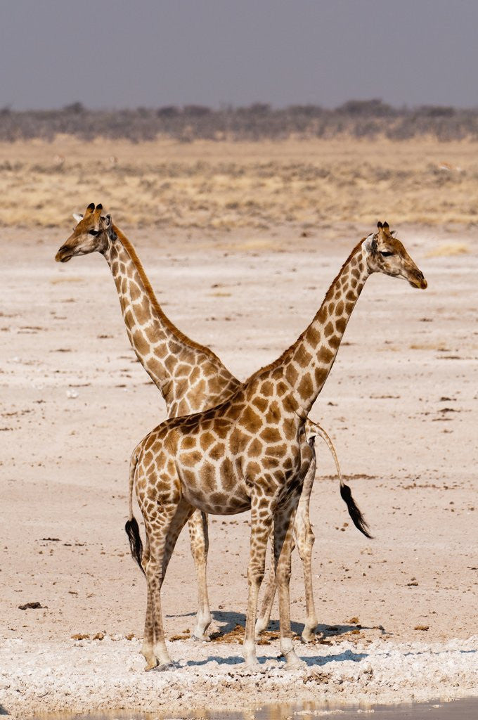 Detail of Giraffe (Giraffa camelopardalis) by Anonymous