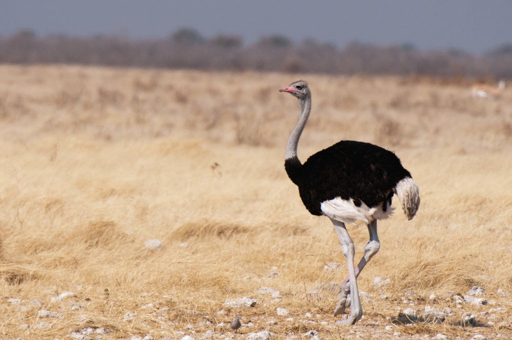 Detail of Ostrich (Struthio camelus) by Anonymous