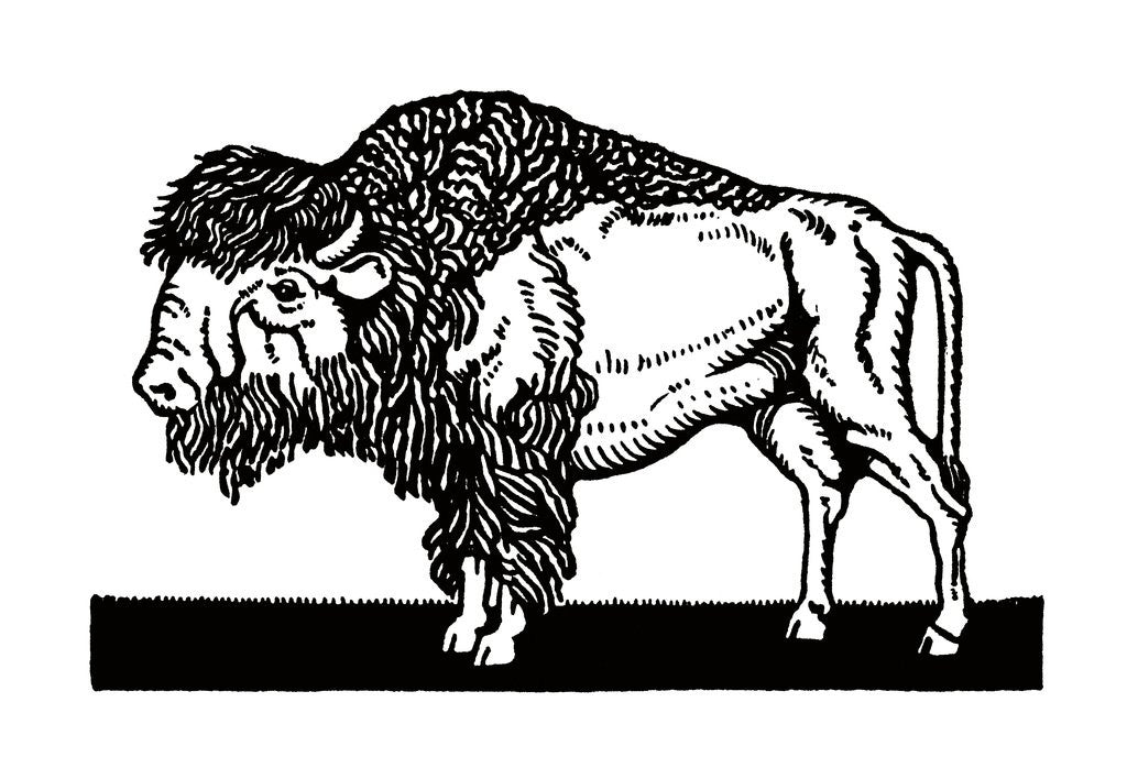 Detail of Bison of the Old American West by Anonymous