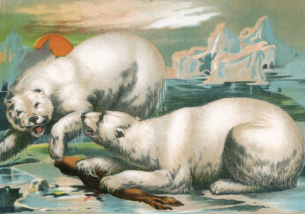 Detail of Two polar bears fighting over seal by Anonymous
