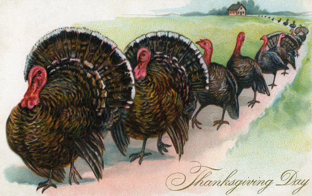 Detail of Thanksgiving turkeys marching in line by Anonymous
