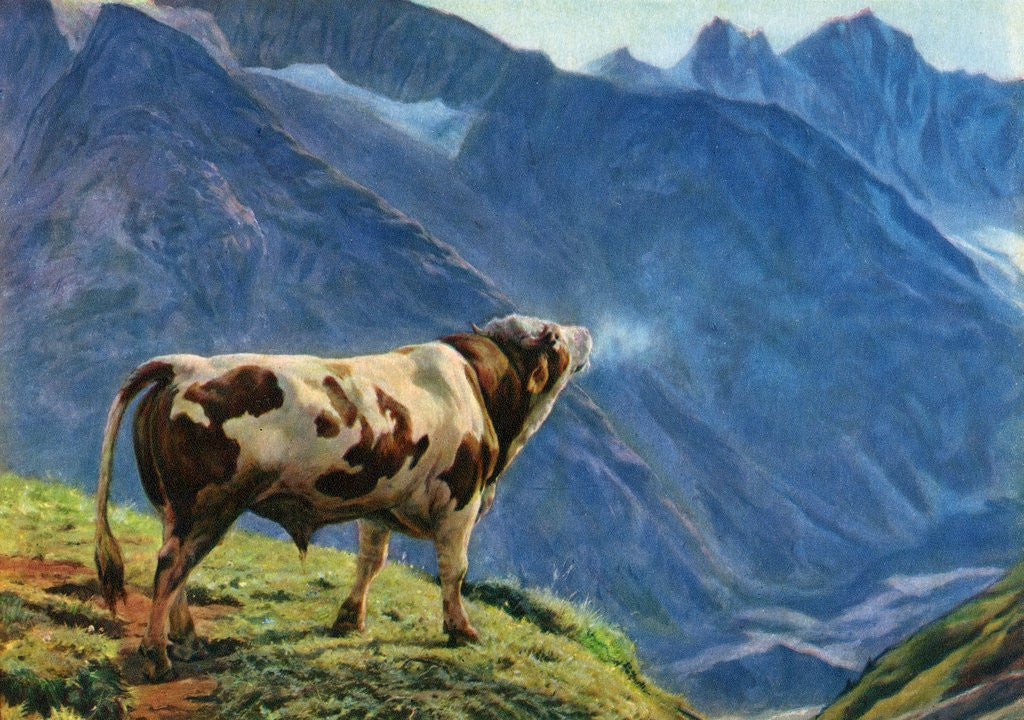Detail of Mooing bull in Swiss Alps by Anonymous
