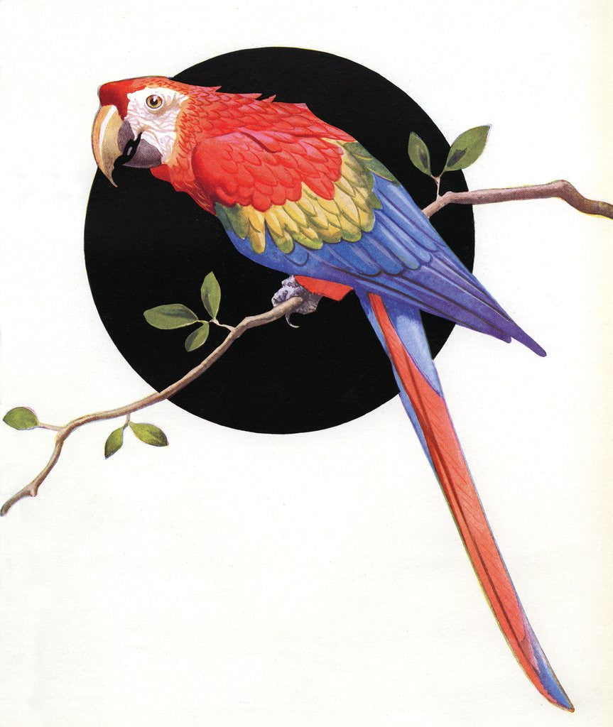 Detail of Red and green macaw by Anonymous