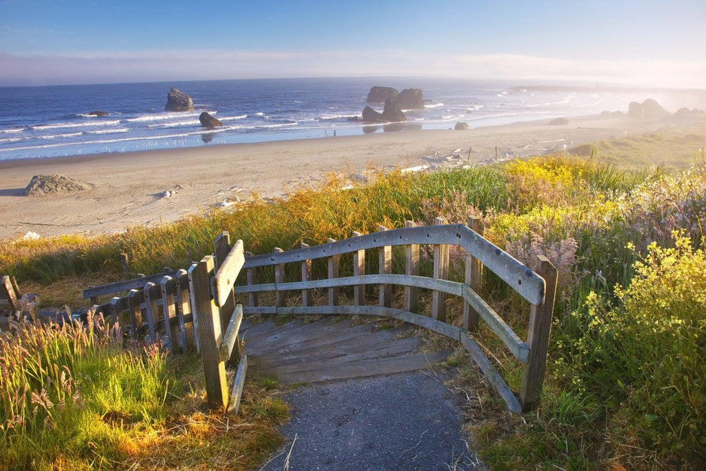Detail of Morning light adds beauty to wildflowers and fog covered rock formations at Bandon State Park, Orego by Anonymous