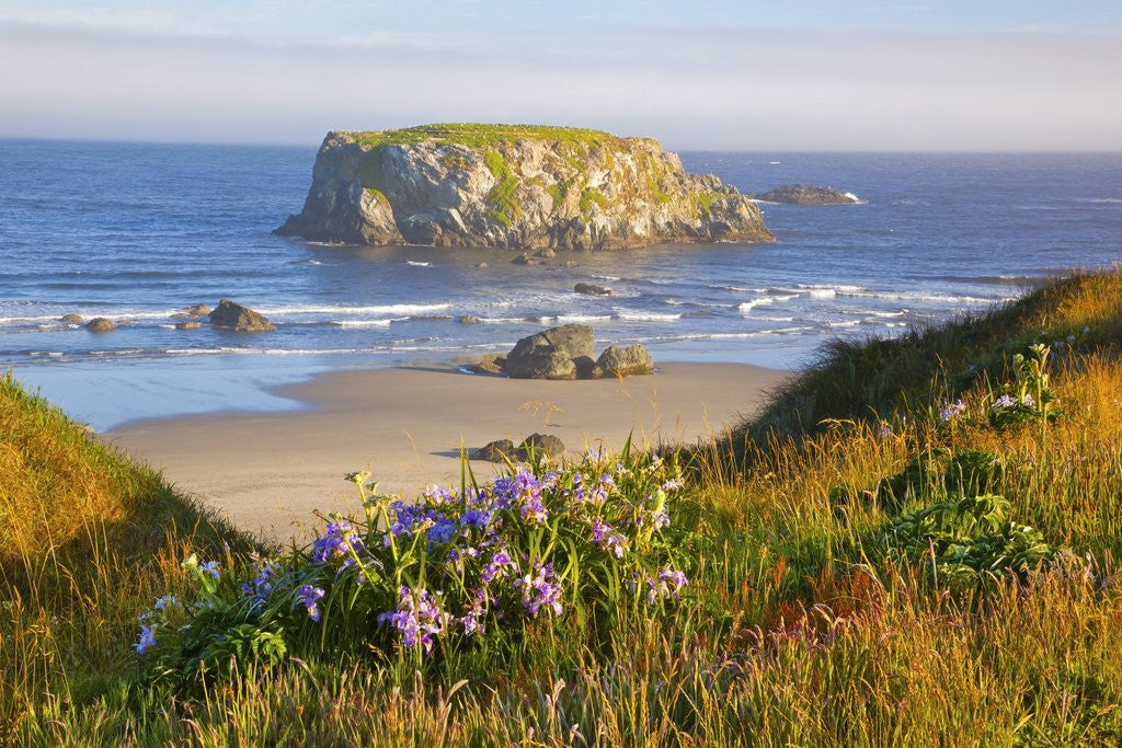 Detail of Morning light adds beauty to wildflowers and fog covered rock formations at Bandon State Park, Orego by Corbis