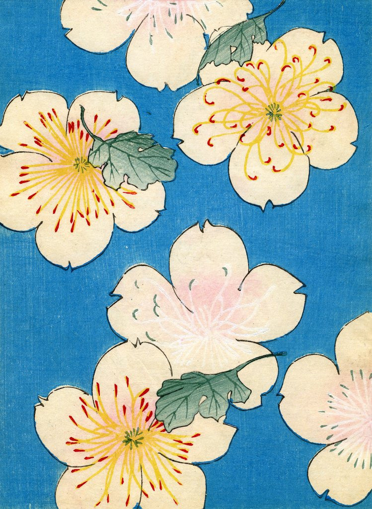 Detail of Woodblock print of dogwood blossoms by Anonymous