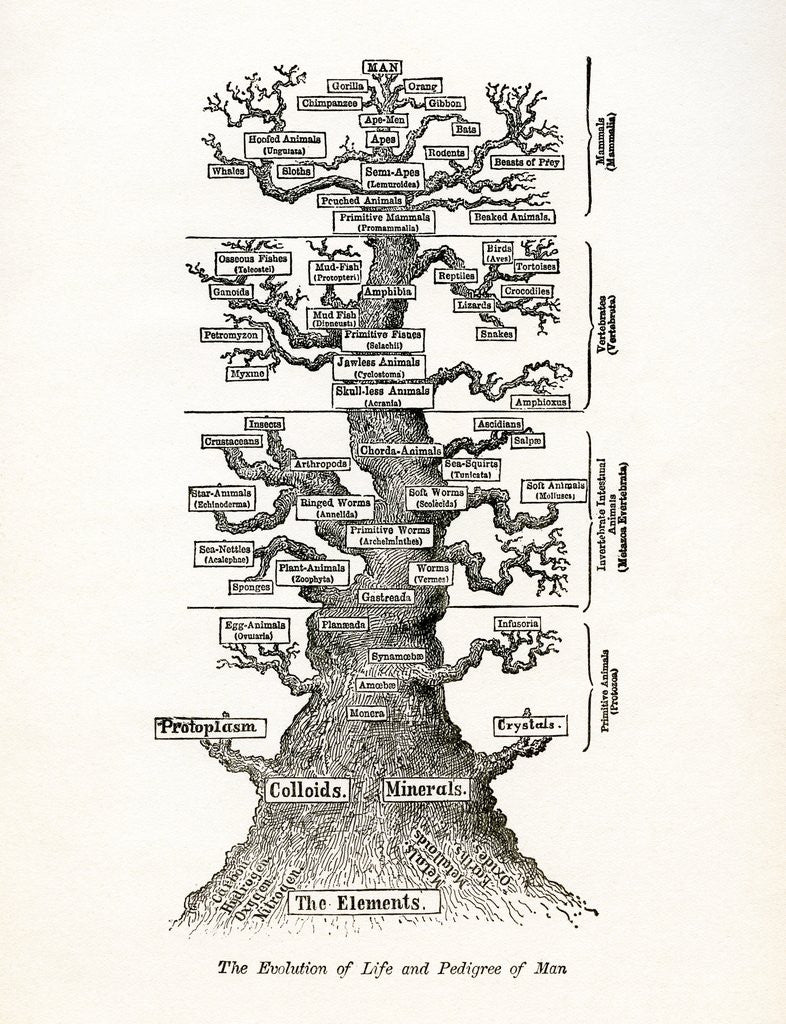 Detail of The Evolution of Life and the Pedigree of Man by Anonymous