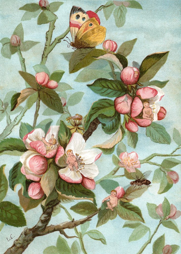 Detail of Fairies hiding in rose blossoms by Anonymous