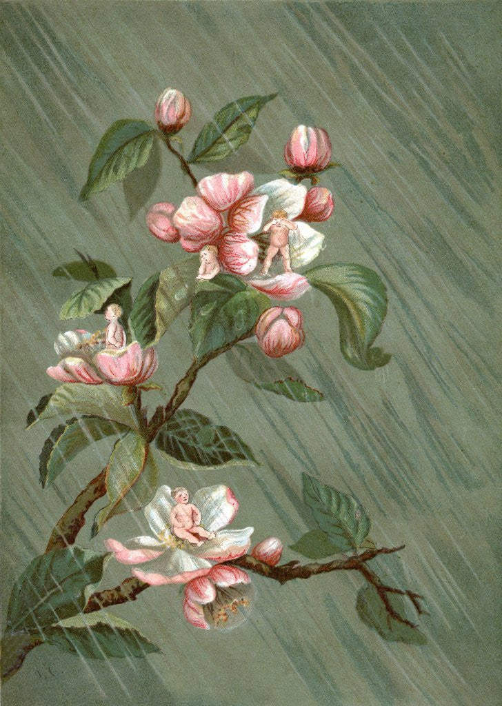 Detail of Fairies hiding in rose blossoms in the rain by Anonymous