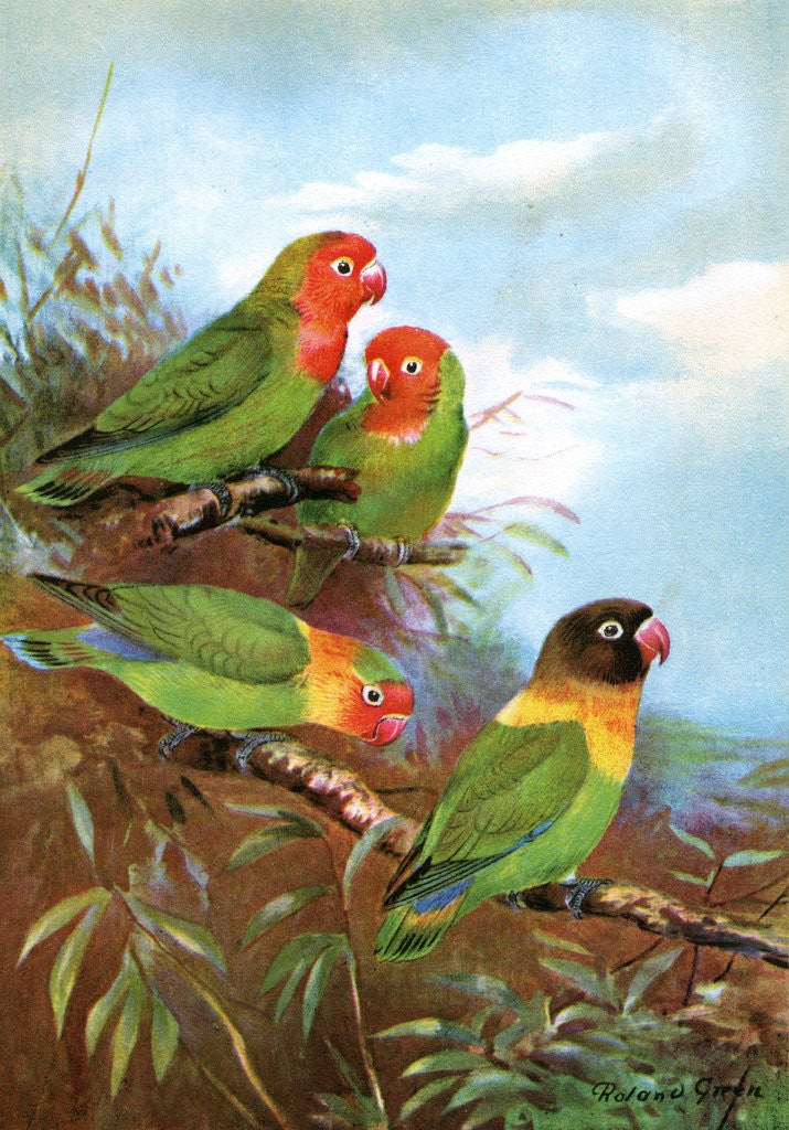 Detail of Red headed parrots in natural habitat by Anonymous