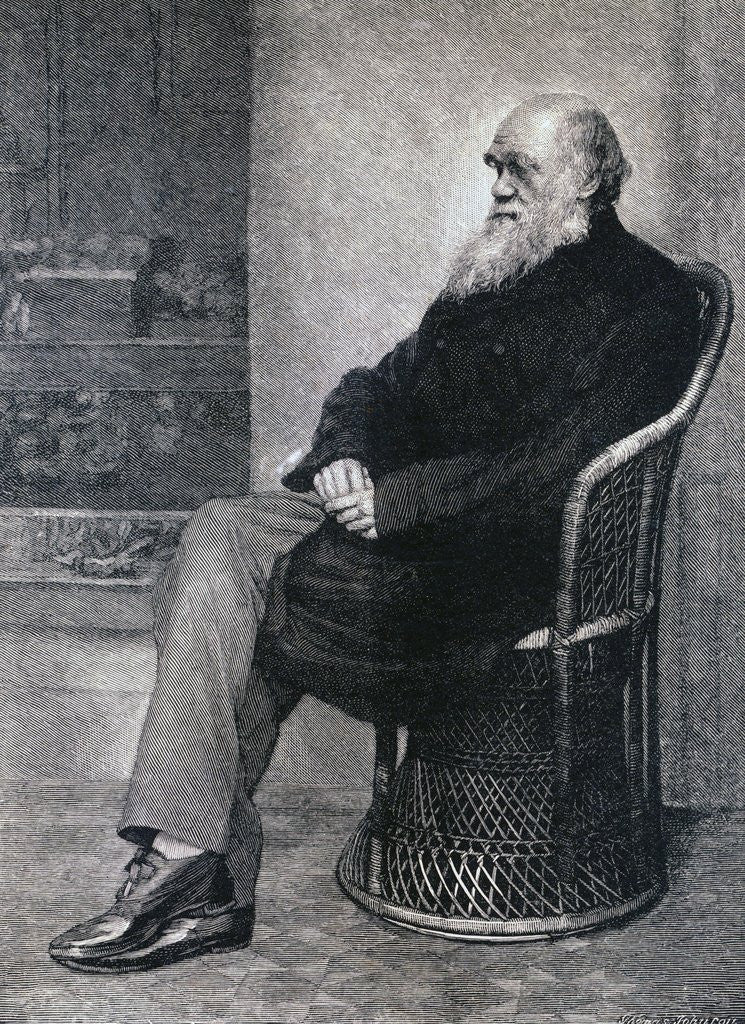 Detail of Portrait of Charles Darwin by Anonymous