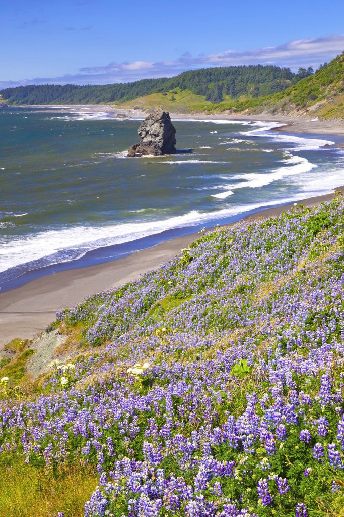 Detail of Lupine wildflowers and rock formations at Cape Blanco, South Oregon Coast, Pacific Ocean, Pacific No by Corbis