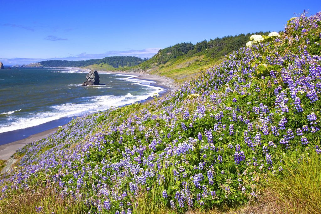 Detail of Lupine wildflowers and rock formations at Cape Blanco, South Oregon Coast, Pacific Ocean, Pacific No by Corbis