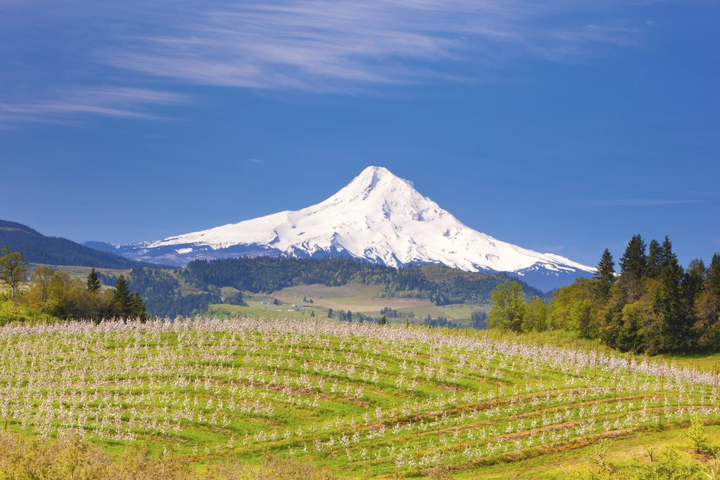 Detail of apple blossoms and Mt.Hood, Hood River, Oregon, Columbia River Gorge by Corbis