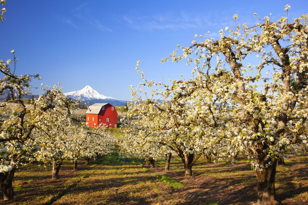 Detail of sunrise Mt.Hood and old red barn, Hood River Valley and apple blossoms, Hood River Oregon, Columbia by Corbis