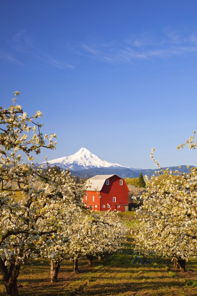 Detail of sunrise Mt.Hood and old red barn, Hood River Valley and apple blossoms, Hood River Oregon, Columbia by Anonymous