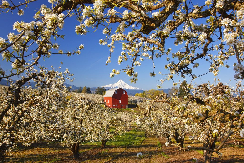 Detail of sunrise Mt.Hood and old red barn, Hood River Valley and apple blossoms, Hood River Oregon, Columbia by Anonymous