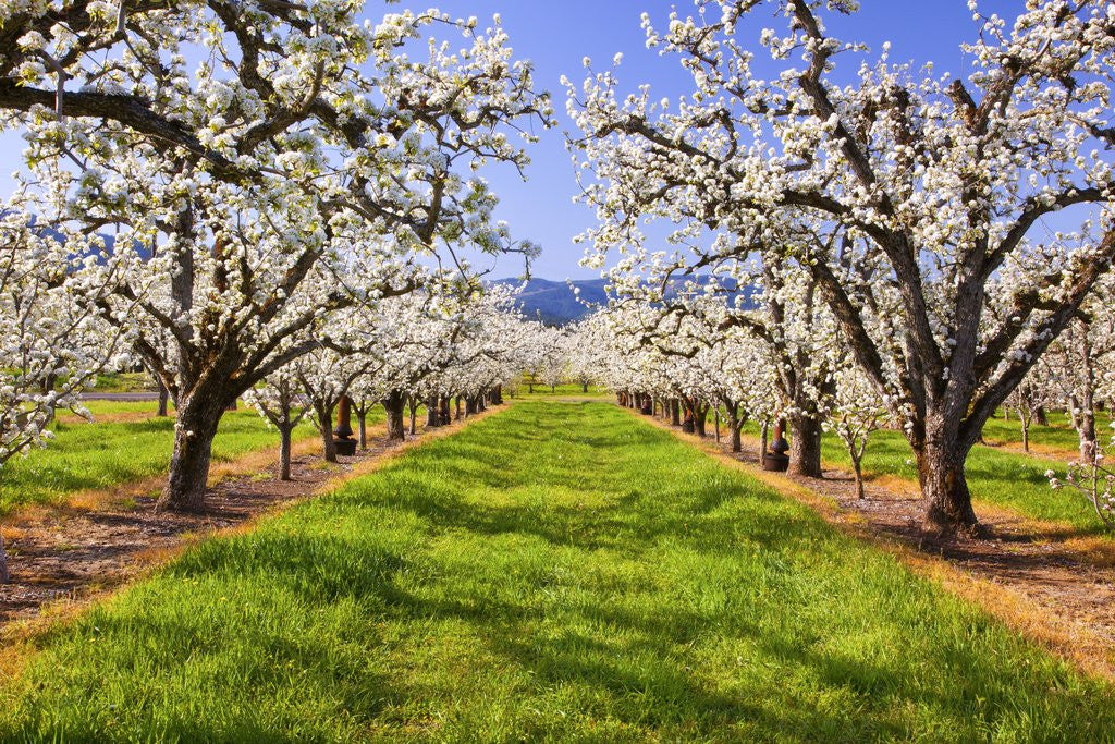 Detail of apple blossoms and Mt.Hood, Hood River, Oregon, Columbia River Gorge, Pacific Northwest. by Corbis
