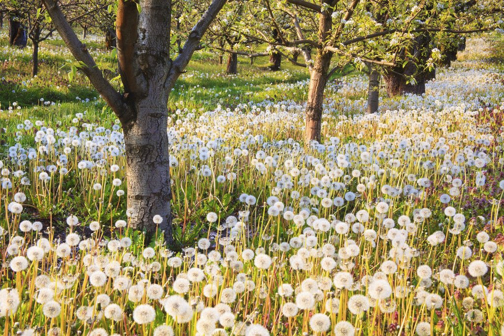 Detail of fruit orchard blossoms, Hood River Valley. Oregon. Pacific Northwest. by Anonymous