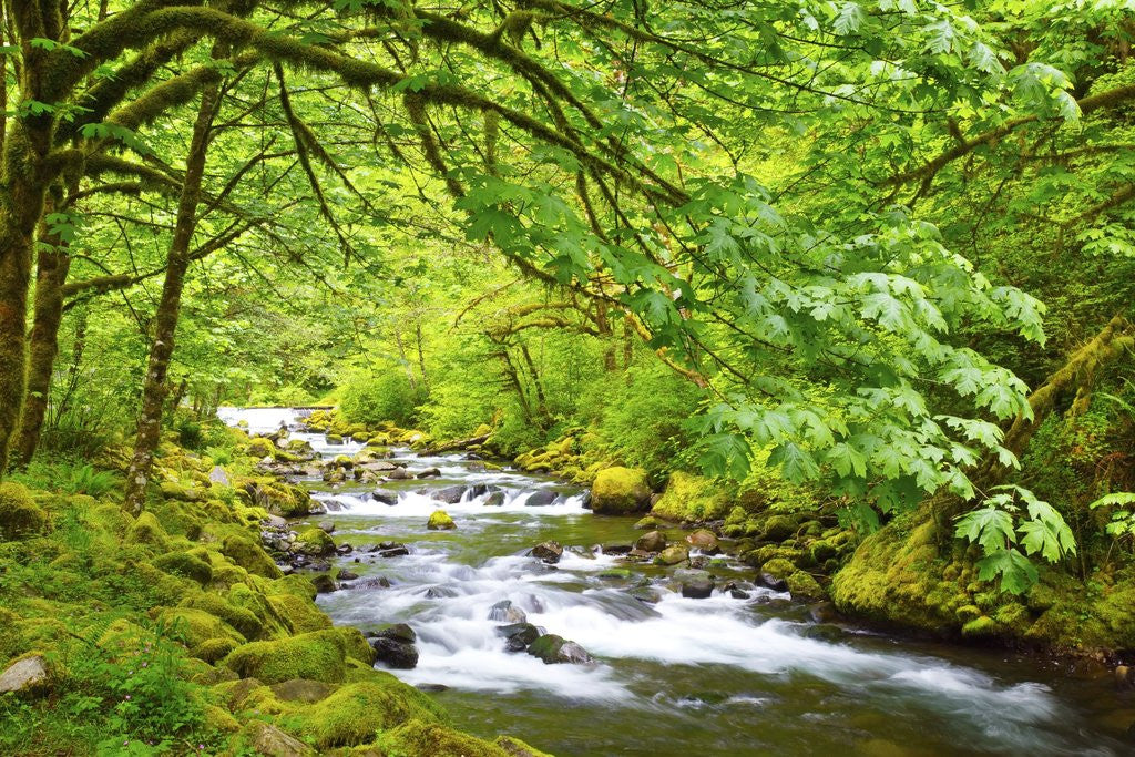 Detail of Tanner Creek, Columbia River Gorge National Scenic Area, Oregon, Pacific Northwest by Anonymous