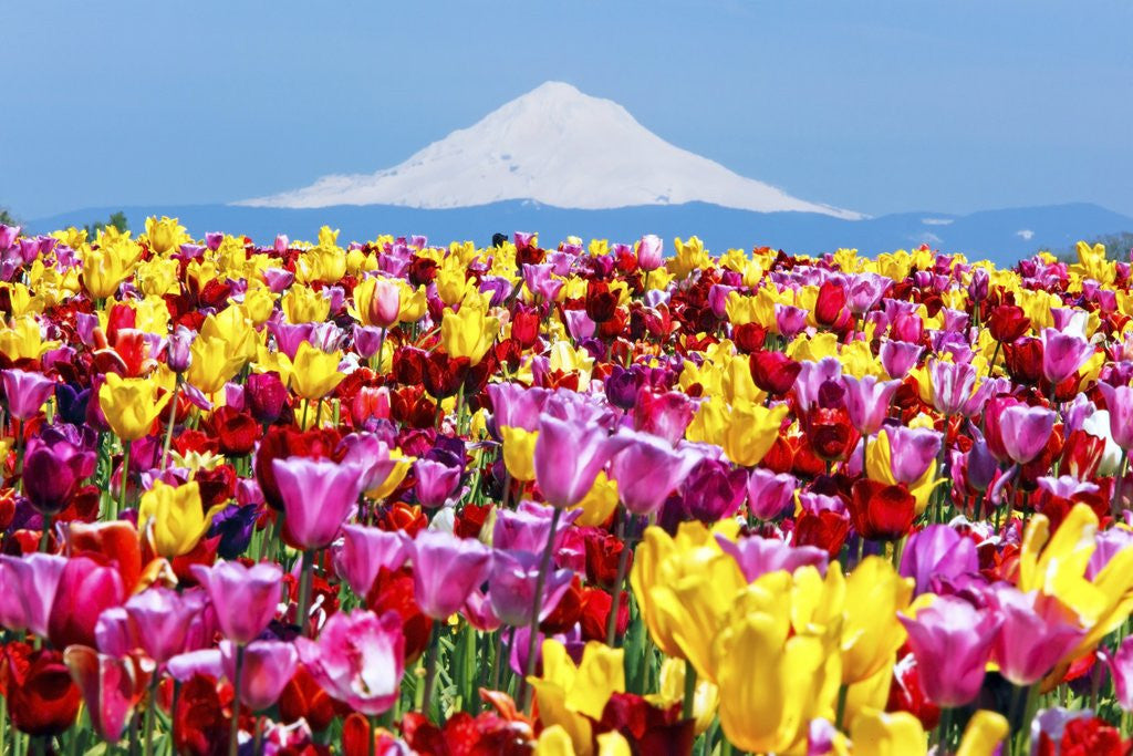 Detail of Mt.Hood over tulips field, Wooden Shoe Tulip Farm, Woodburn Oregon. have property release. by Anonymous