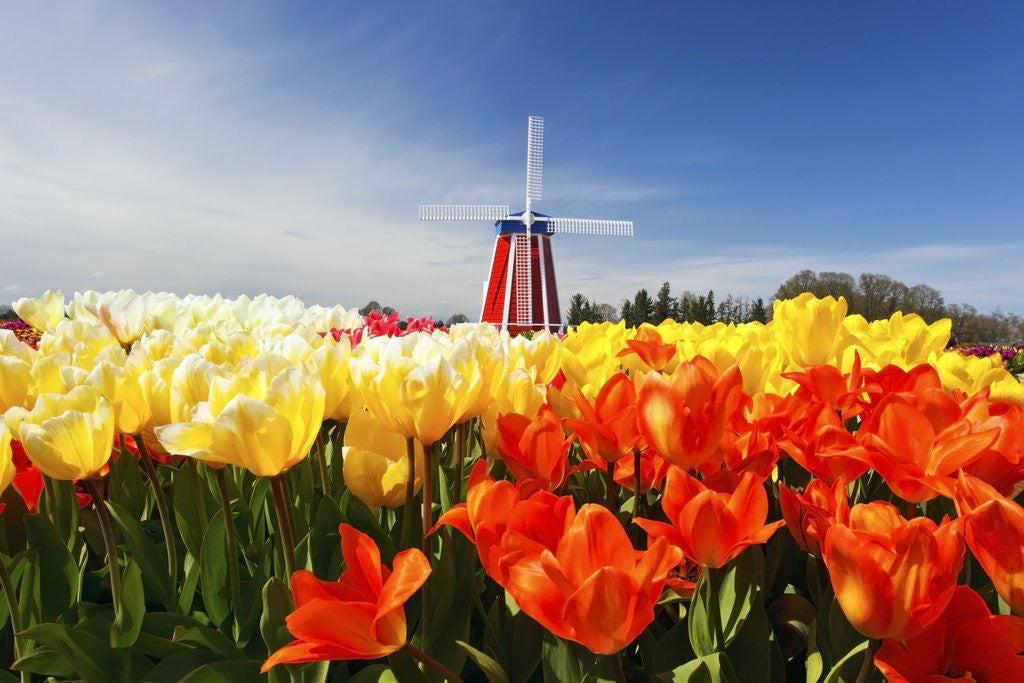 Detail of tulips field, Wooden Shoe Tulip Farm, Woodburn Oregon. have property release. by Anonymous