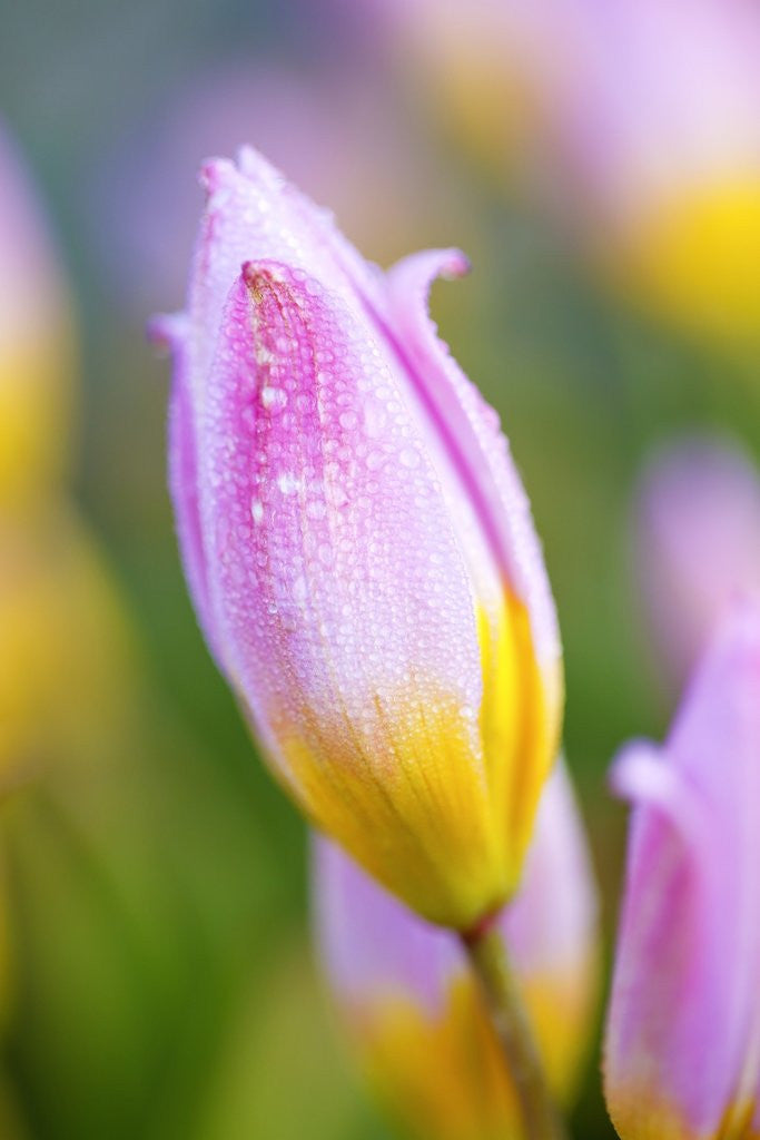 Detail of closeup tulip, Wooden Shoe Tulip Farm, Woodburn Oregon. Pacific Northwest. Have property release by Anonymous