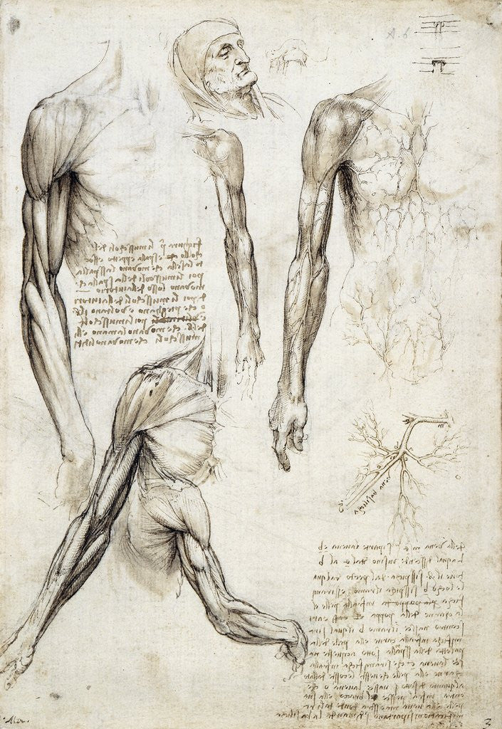 Detail of Study of a dead man by Leonardo da Vinci