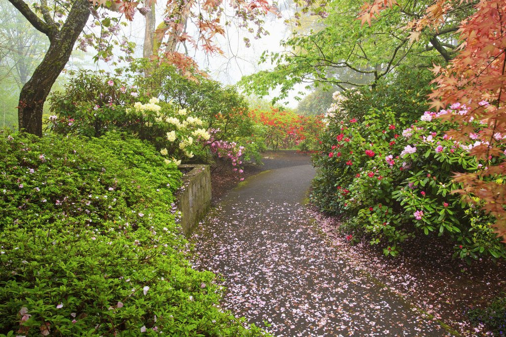 Detail of spring flowers in Crystal Springs Rhododendron Garden. Portland Oregon. by Anonymous