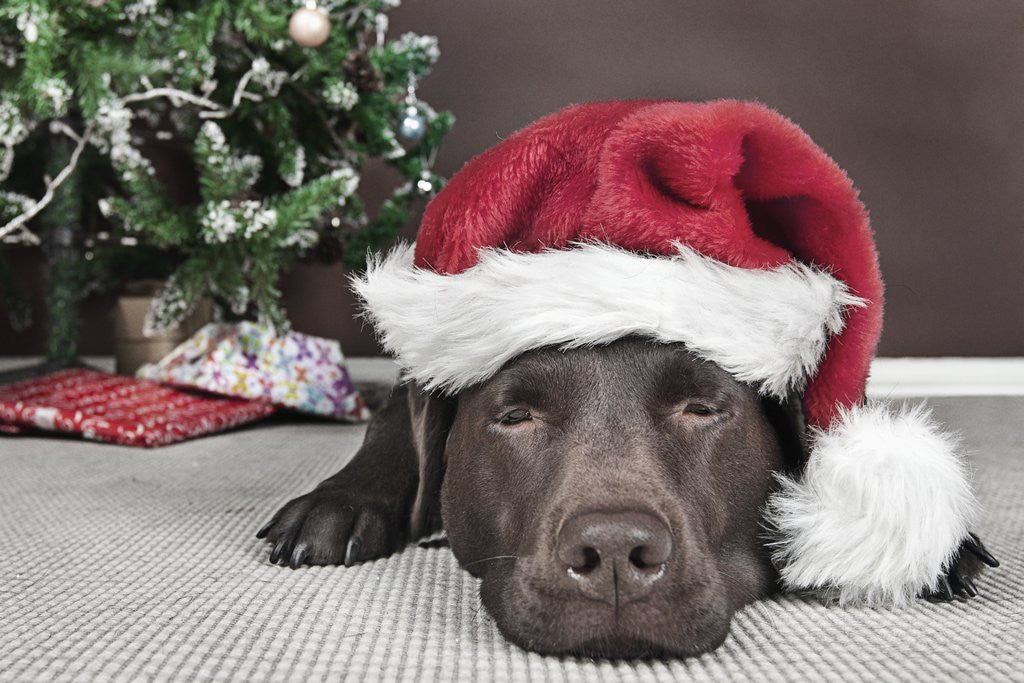 Detail of Labrador in santa hat sleeping by xmas tree by Anonymous