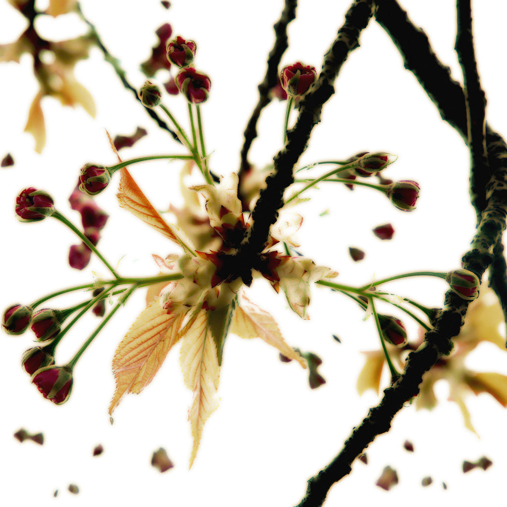 Detail of Prunus, Cherry blossom. by Corbis