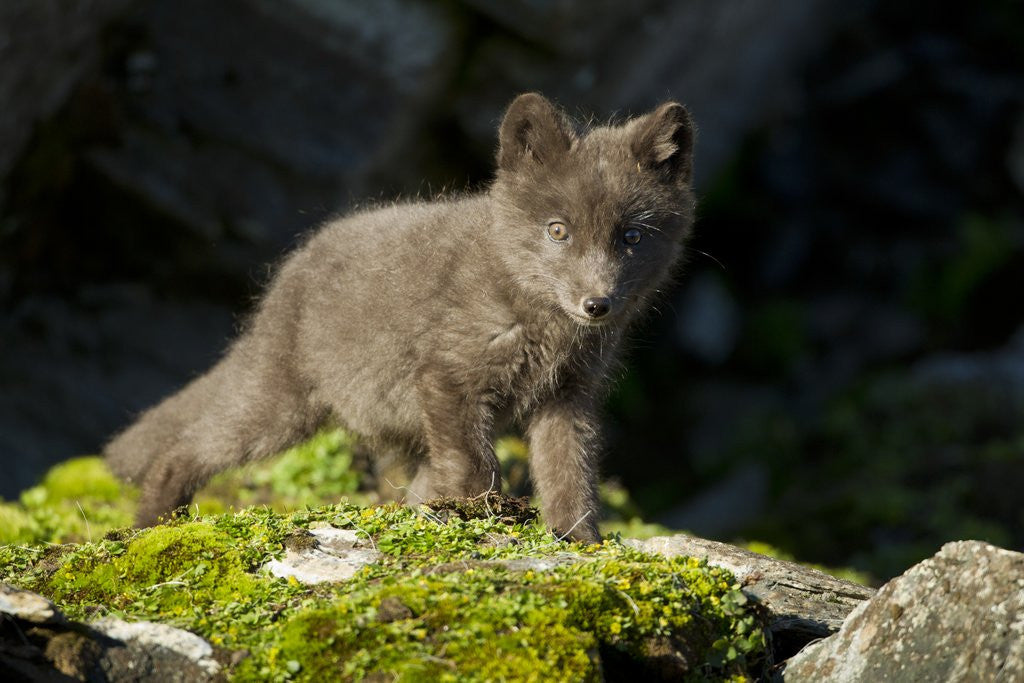 Detail of Arctic Fox, Svalbard, Norway by Anonymous
