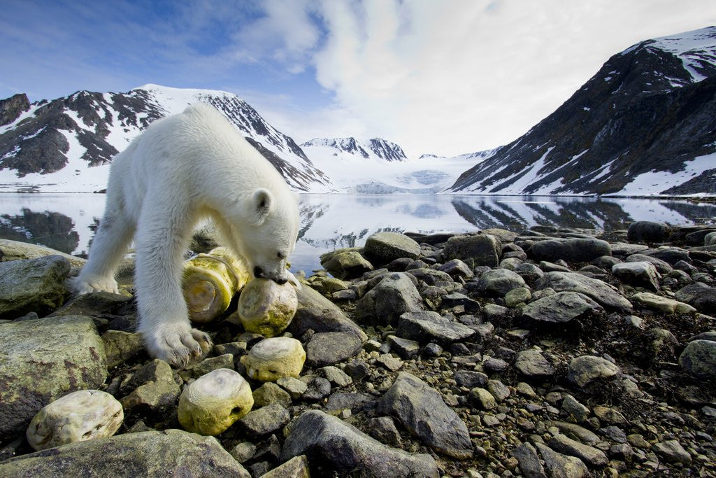 Detail of Polar Bear, Svalbard, Norway by Anonymous