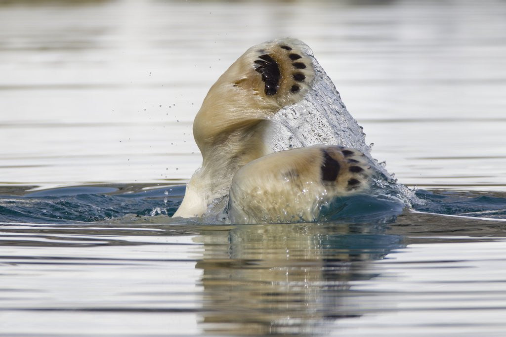 Detail of Polar Bear, Svalbard, Norway by Anonymous