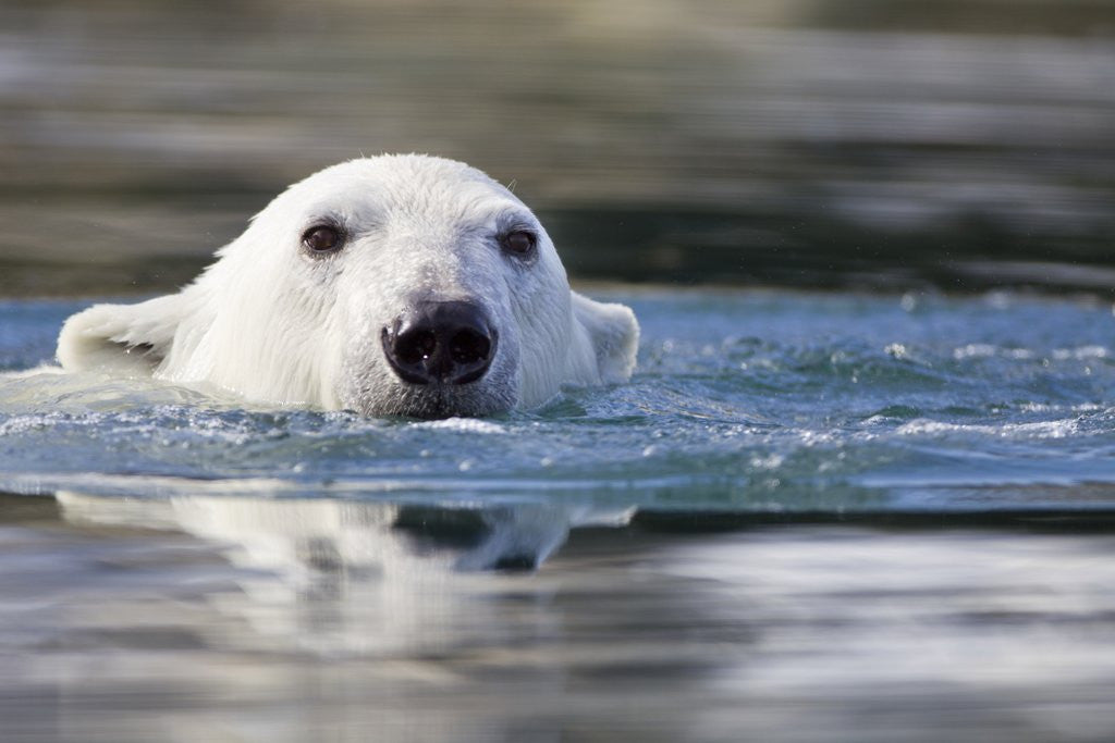 Detail of Polar Bear, Svalbard, Norway by Anonymous