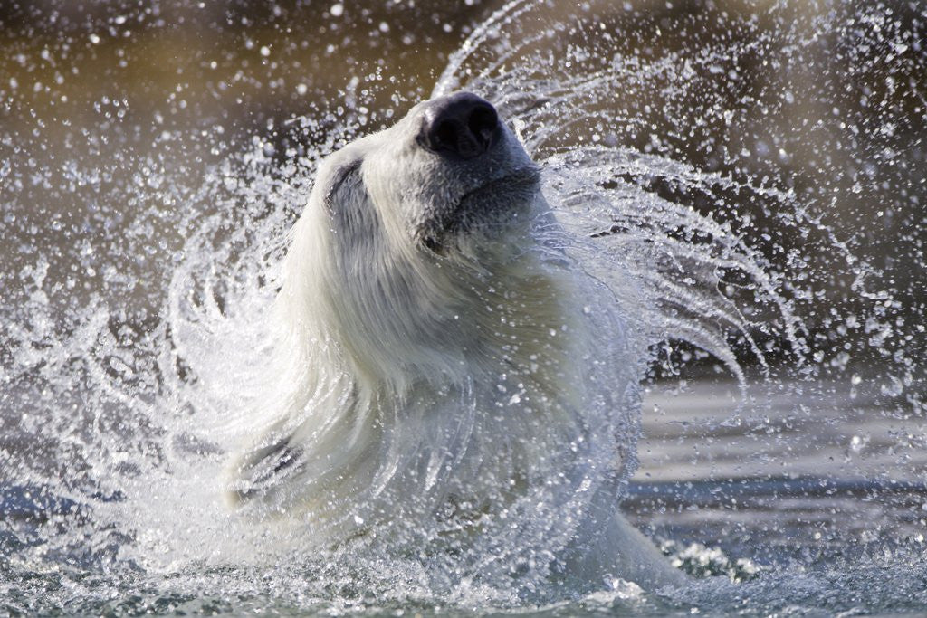 Detail of Polar Bear, Svalbard, Norway by Anonymous