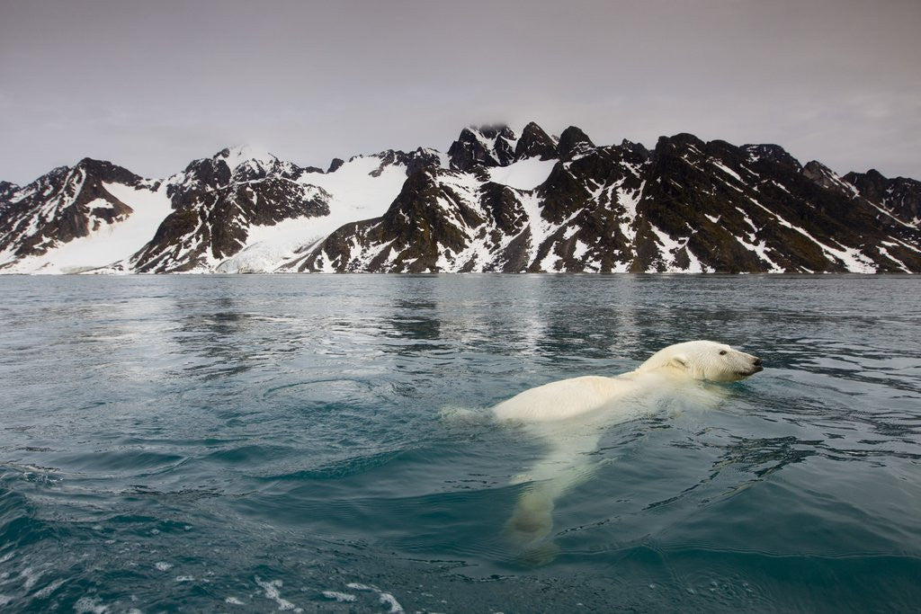 Detail of Polar Bear, Svalbard, Norway by Anonymous
