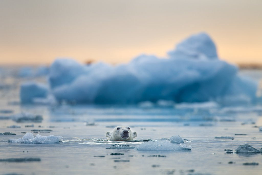Detail of Polar Bear, Svalbard, Norway by Corbis