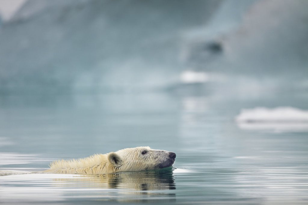 Detail of Polar Bear, Svalbard, Norway by Anonymous