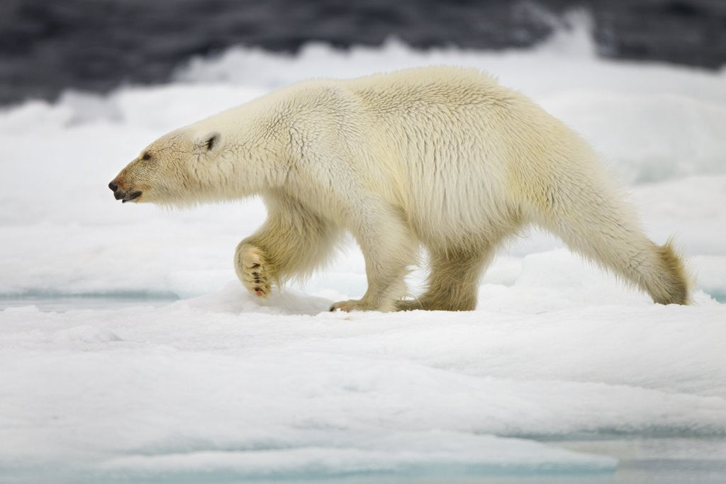 Detail of Polar Bear, Svalbard, Norway by Anonymous