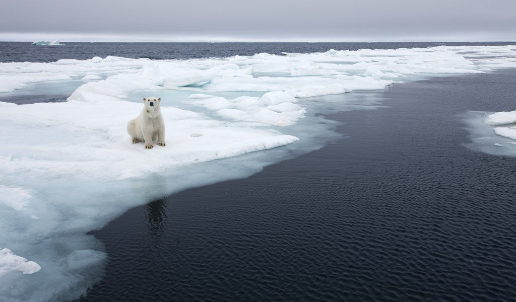 Detail of Polar Bear, Svalbard, Norway by Anonymous