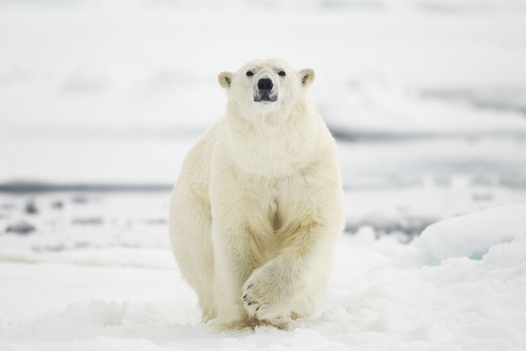 Detail of Polar Bear, Svalbard, Norway by Anonymous