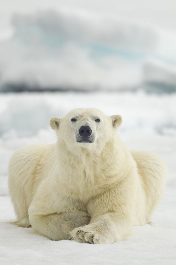 Detail of Polar Bear, Svalbard, Norway by Anonymous