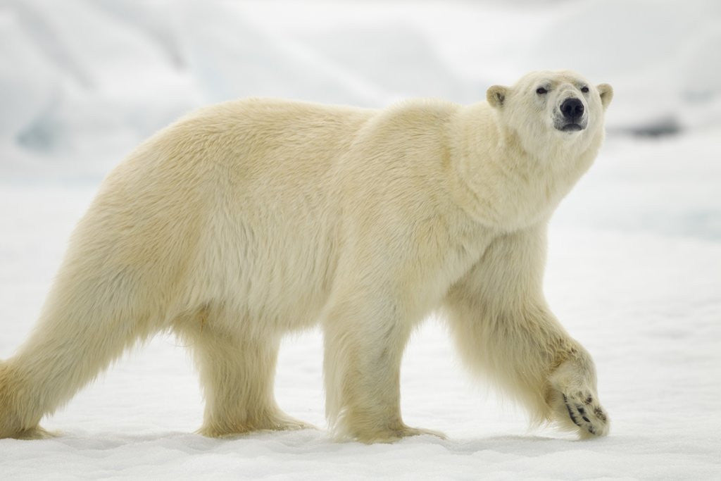 Detail of Polar Bear, Svalbard, Norway by Anonymous