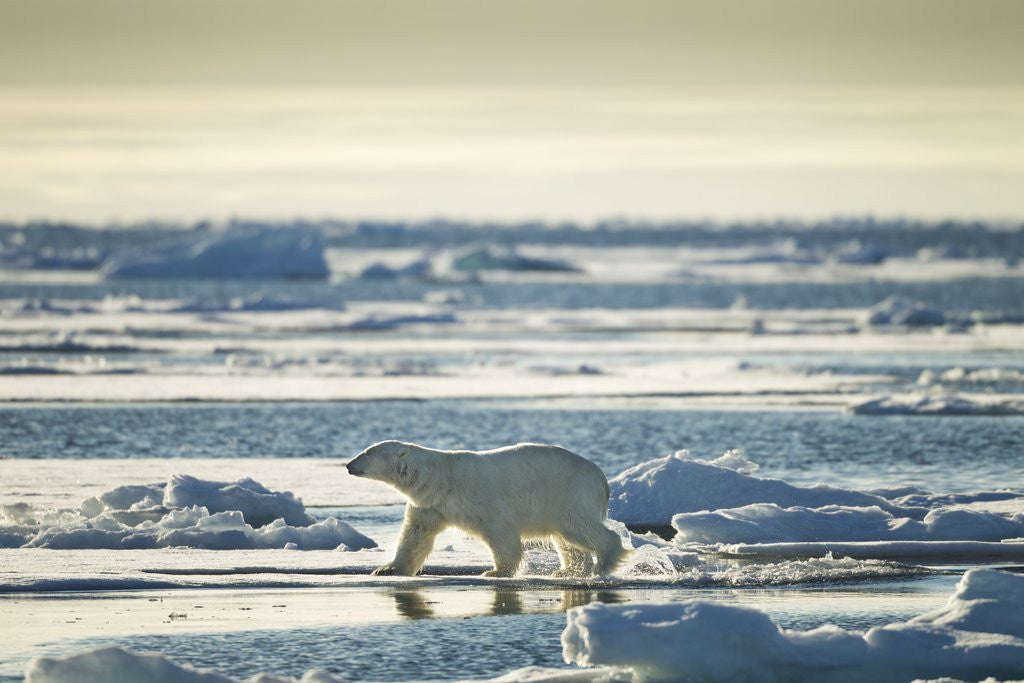 Detail of Polar Bear, Svalbard, Norway by Anonymous